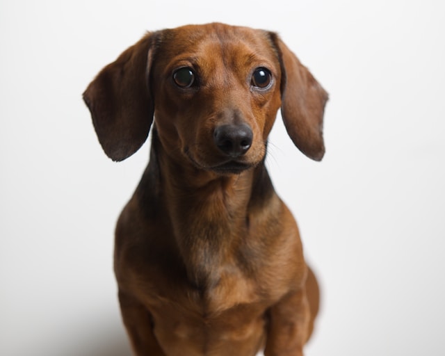 Dachshund