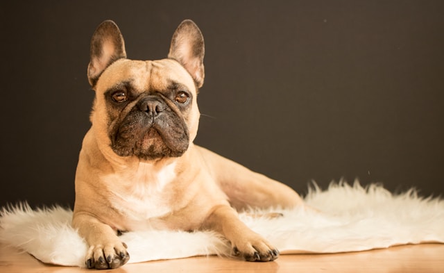 French Bulldog