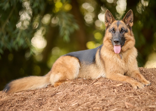 German Shepherd
