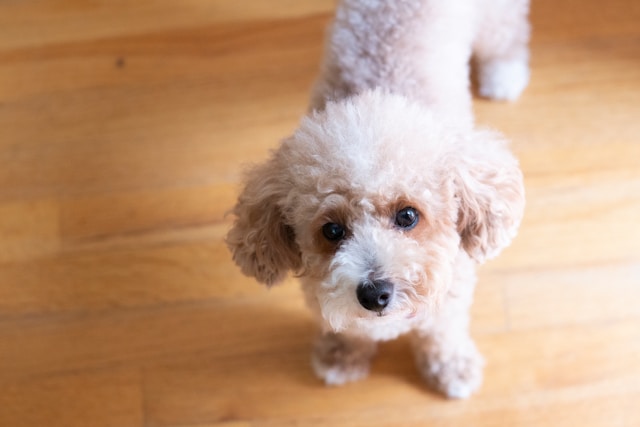 Toy Poodle